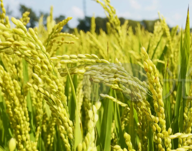 粮食抵（质）押担保贷款产品